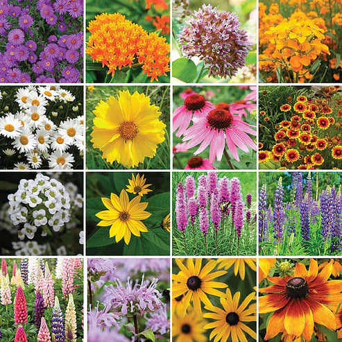 Bloomflow - Mélange de graines pour fleurs sauvages