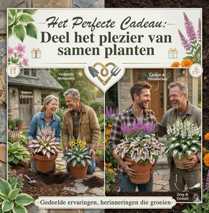 Floravé –  Hosta Zaden