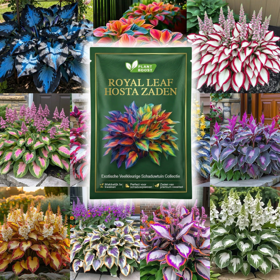 Floravé –  Hosta Zaden