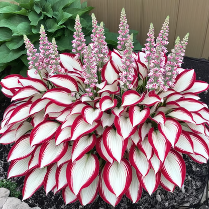 Floravé –  Hosta Zaden