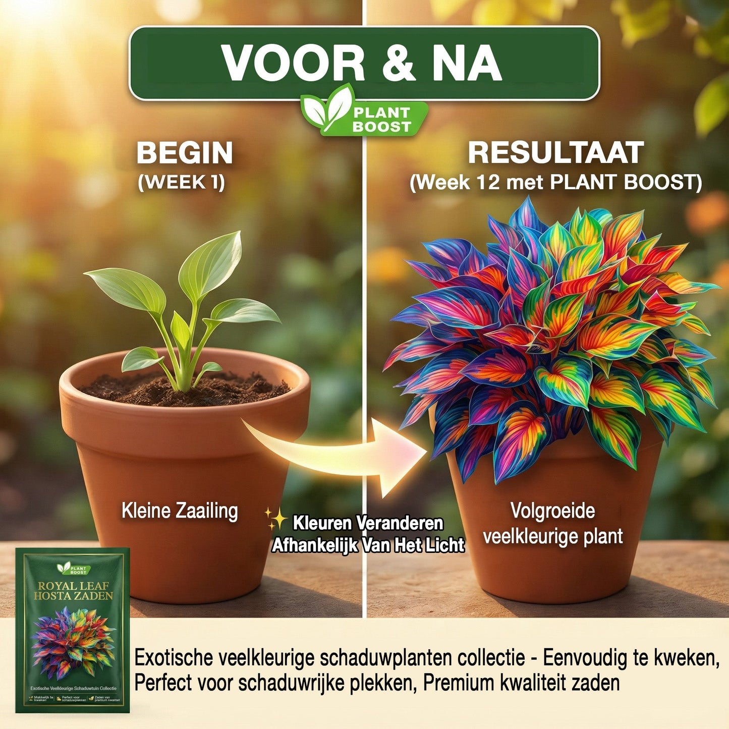 Floravé –  Hosta Zaden