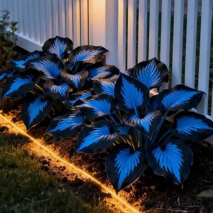 Floravé –  Hosta Zaden