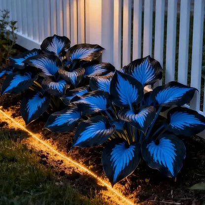 Floravé –  Hosta Zaden