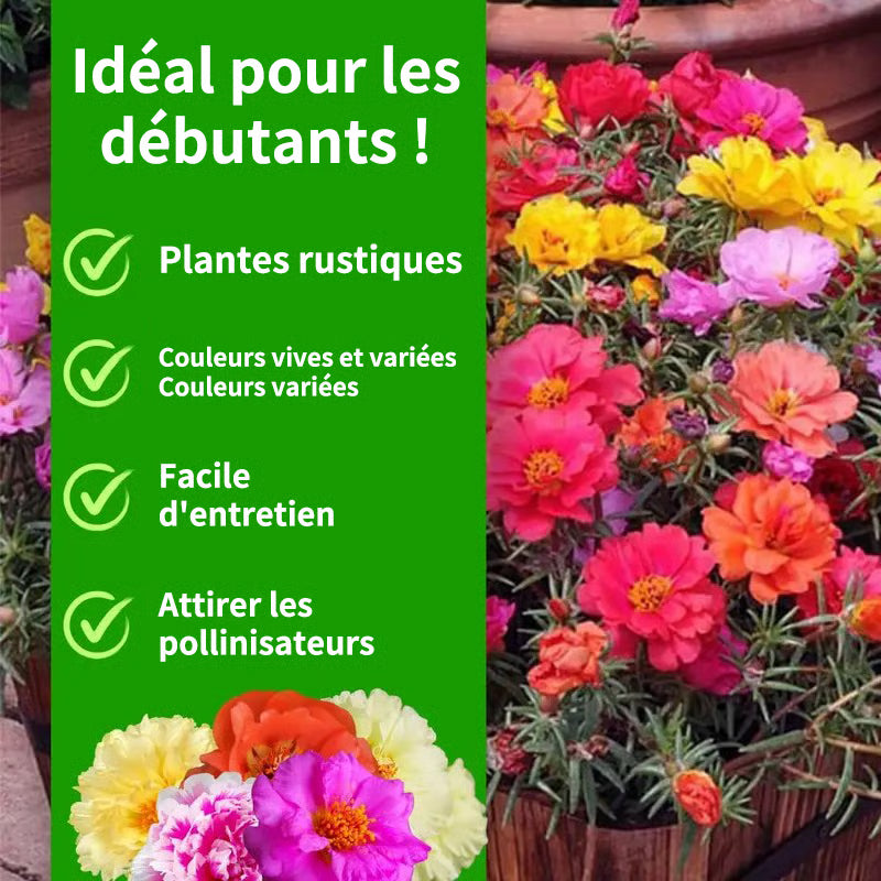 BloomBurst – Mélange de graines pour portulak d'été coloré et fleurs vivaces