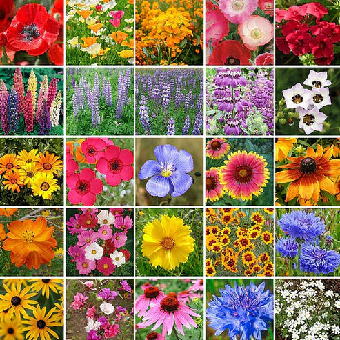 Bloomflow - Mélange de graines pour fleurs sauvages