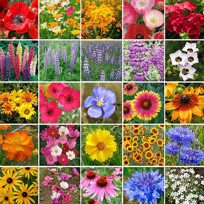 Bloomflow - Mélange de graines pour fleurs sauvages