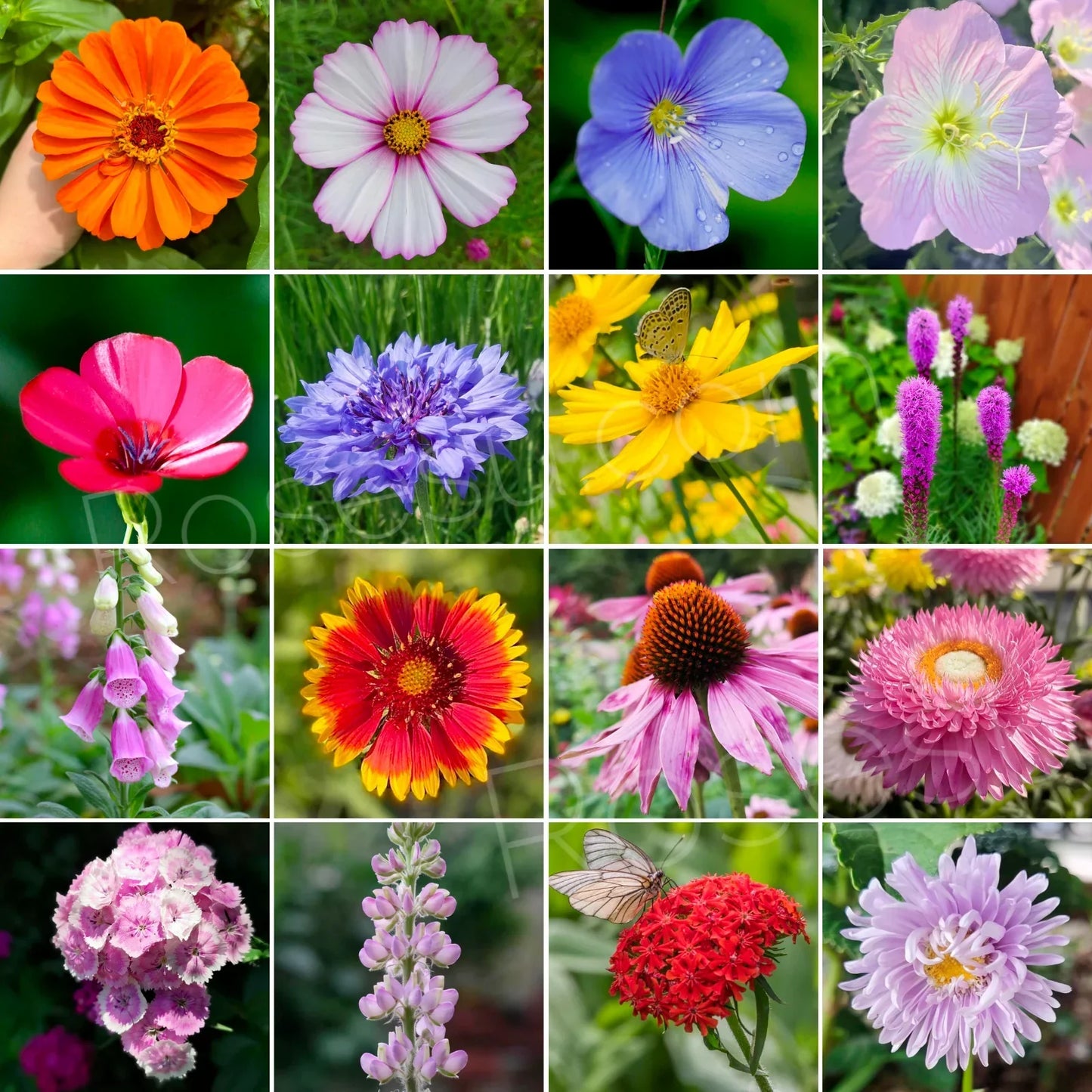 Bloomflow - Mélange de graines pour fleurs sauvages
