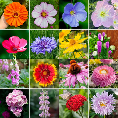 Bloomflow - Mélange de graines pour fleurs sauvages