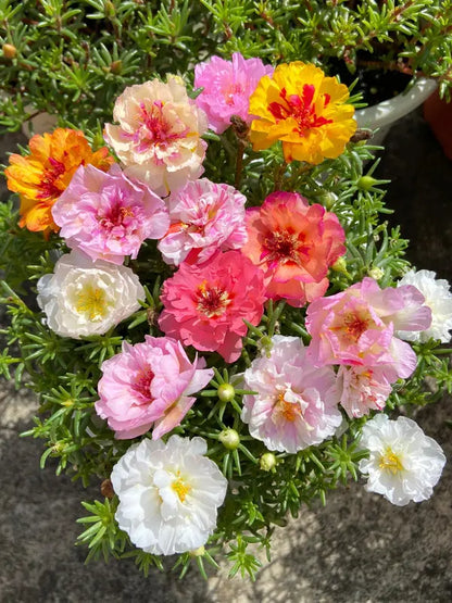 BloomBurst – Mélange de graines pour portulak d'été coloré et fleurs vivaces