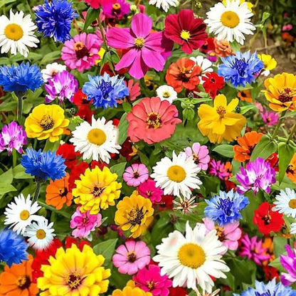 Bloomflow - Mélange de graines pour fleurs sauvages