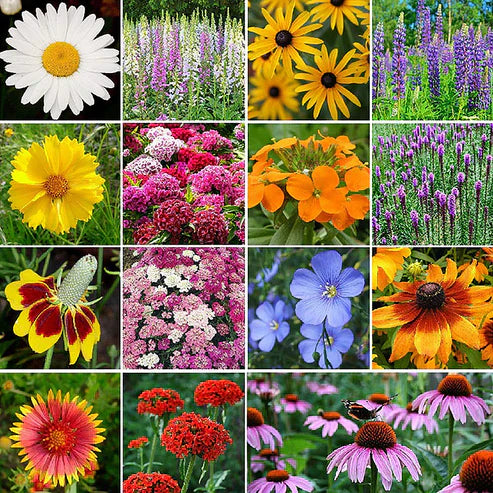 Bloomflow - Mélange de graines pour fleurs sauvages