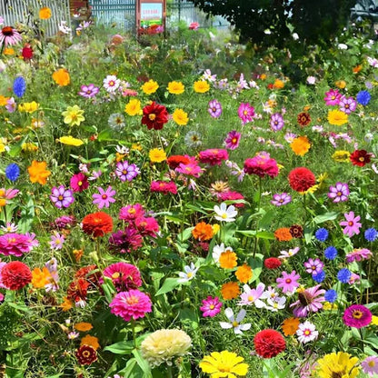 Bloomflow - Mélange de graines pour fleurs sauvages