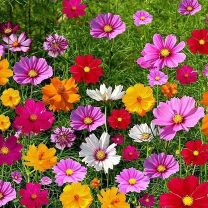 Bloomflow - Mélange de graines pour fleurs sauvages