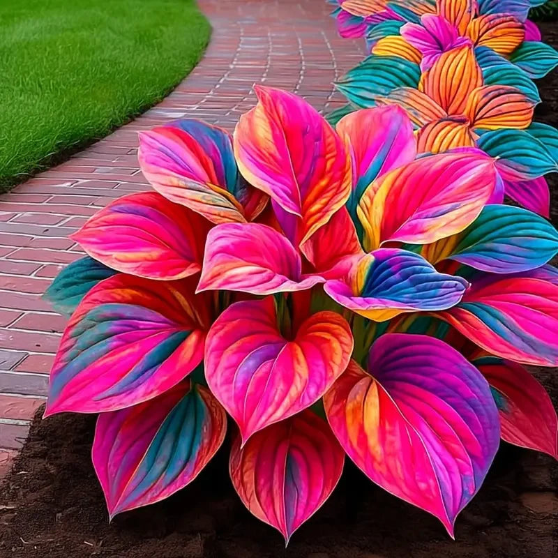 Floravé –  Hosta Zaden