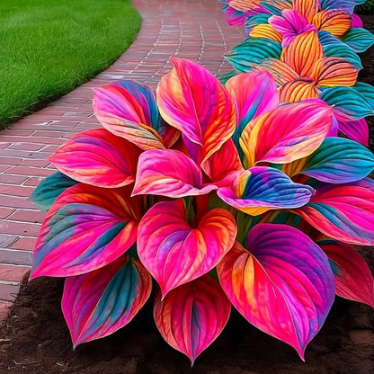 Floravé –  Hosta Zaden
