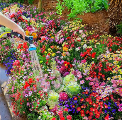 Bloomflow - Mélange de graines pour fleurs sauvages