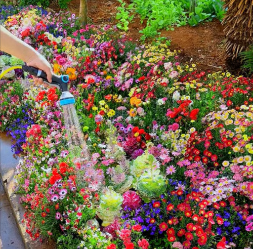 Bloomflow - Mélange de graines pour fleurs sauvages