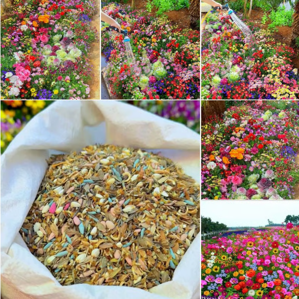 Bloomflow - Mélange de graines pour fleurs sauvages