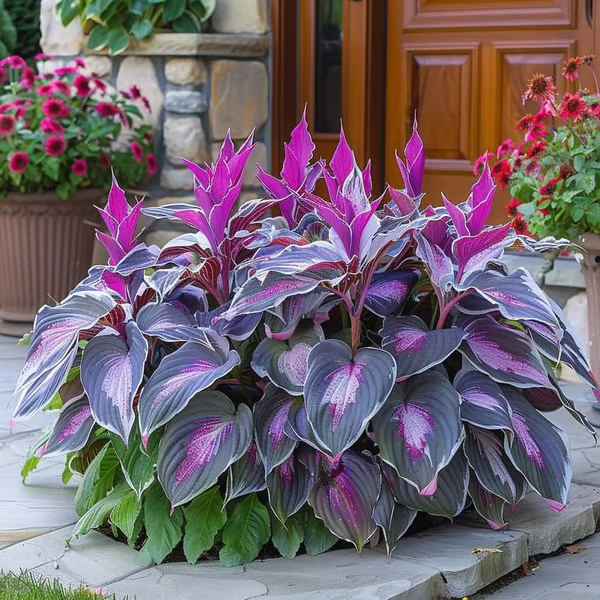 Floravé –  Hosta Zaden