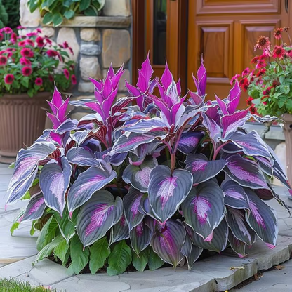 Floravé –  Hosta Zaden