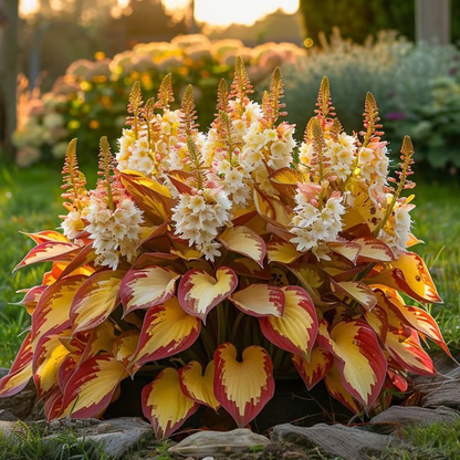 Floravé –  Hosta Zaden