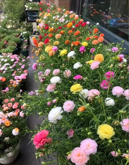 BloomBurst – Mélange de graines pour portulak d'été coloré et fleurs vivaces