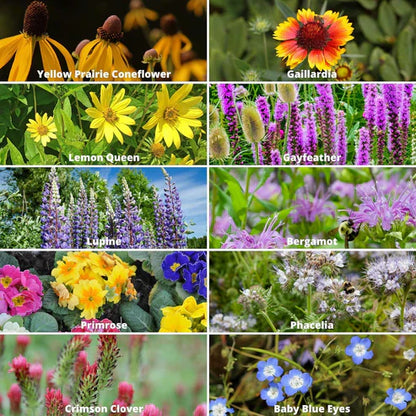Bloomflow - Mélange de graines pour fleurs sauvages